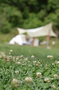 Close-up of flowering plants on land