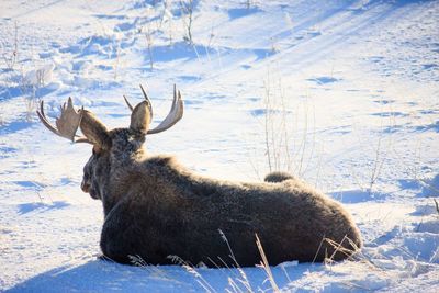 Close-up of horse on snow