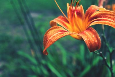 Close-up of orange flower blooming outdoors