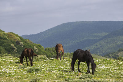 Horses grazing in a field