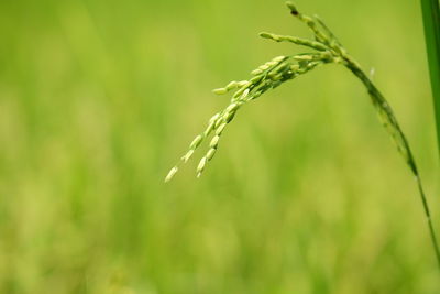 Close-up of plant