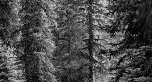 Pine trees in forest during winter