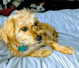 Portrait of dog relaxing on bed