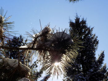 Low angle view of tree against clear sky