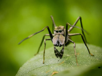 Close-up of spider