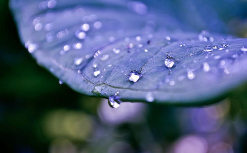 Close-up of raindrops on leaf