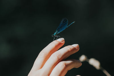 Close-up of hand holding butterfly