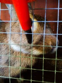 Close-up of cage in cage