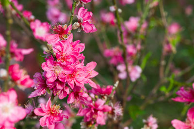 Close-up of pink flowers