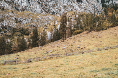 View of pine trees on landscape