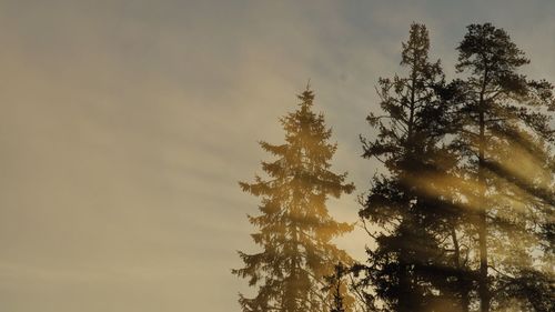 Low angle view of trees against sky