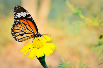 Close-up of butterfly pollinating on yellow flower