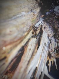 Extreme close up of tree trunk