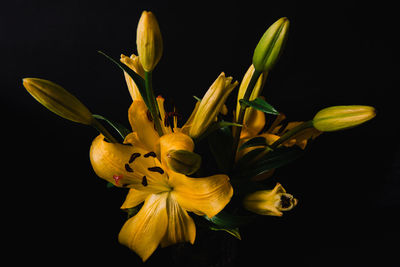 Close-up of day lily against black background