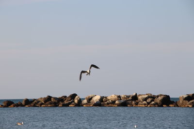 View of birds flying over sea