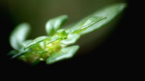 Close-up of plant over black background