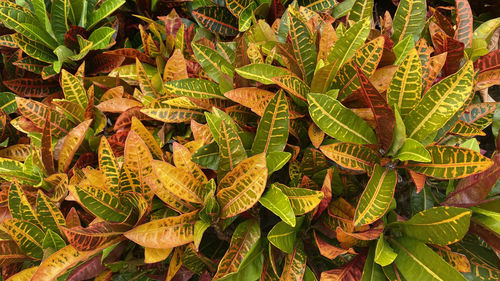 High angle view of fern leaves on field