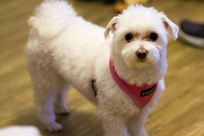 Portrait of maltese puppy standing on hardwood floor