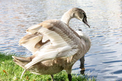 Close-up of swan in lake