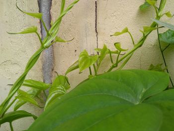 Close-up of green plant against wall