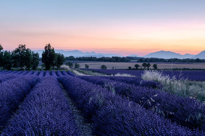 Scenic view of field against sky during sunset