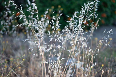 Close-up of flowering plants on field