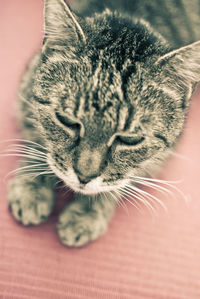 High angle view of cat