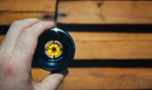 Sunflower seen through camera lens