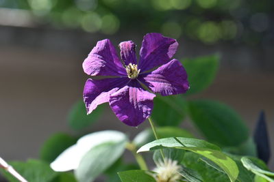 Close-up of purple flowering plant