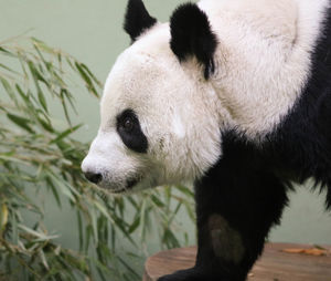 Close-up of panda on wood at zoo