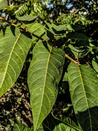 Close-up of green leaves