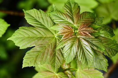 Close-up of leaves