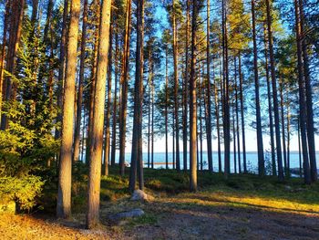 Pine trees in forest during autumn