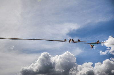 Low angle view of birds perching on cable against sky