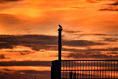 Silhouette bird perching on pole against orange sky