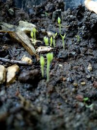 Close-up of small plant growing on field