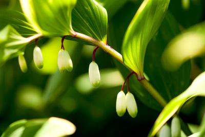 Close-up of flowering plant