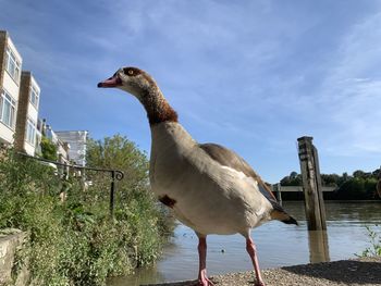 Seagull standing in a lake