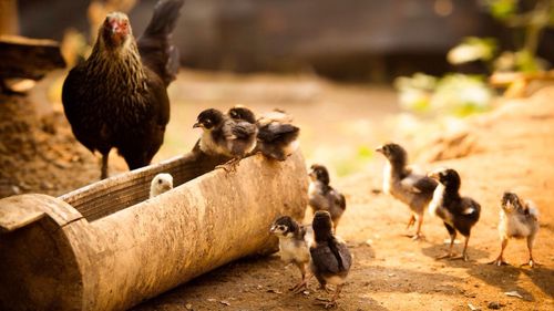 Hen with chicks on field