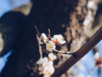 Close-up of white cherry blossom tree