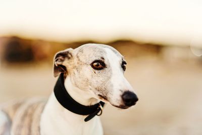 Close-up of dog looking away