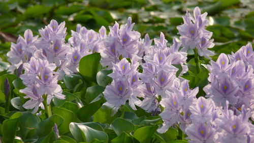 Close-up of purple flowering plants