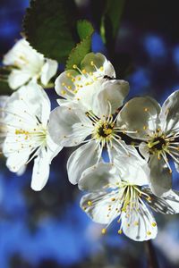 Close-up of white flowers