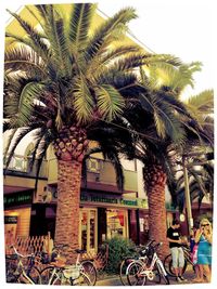 Palm trees against built structure