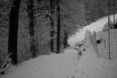 Trees on snow covered landscape