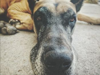 Close-up portrait of dog