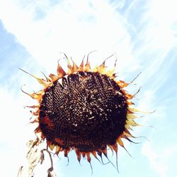 Low angle view of sunflower against sky