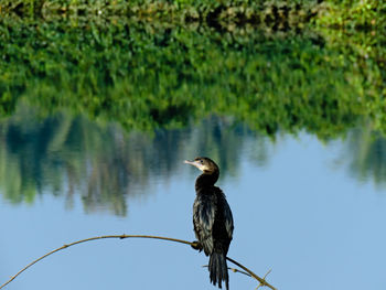 Bird perching on railing