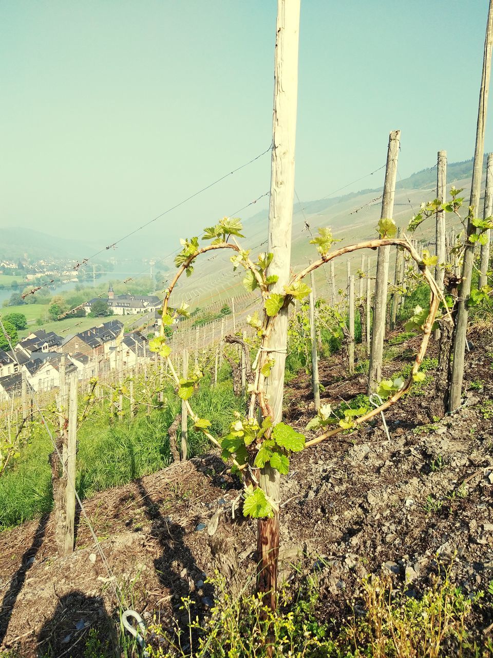 PLANTS GROWING IN VINEYARD