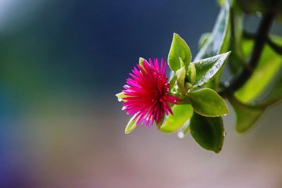 Close-up of a flower with rain drops on it